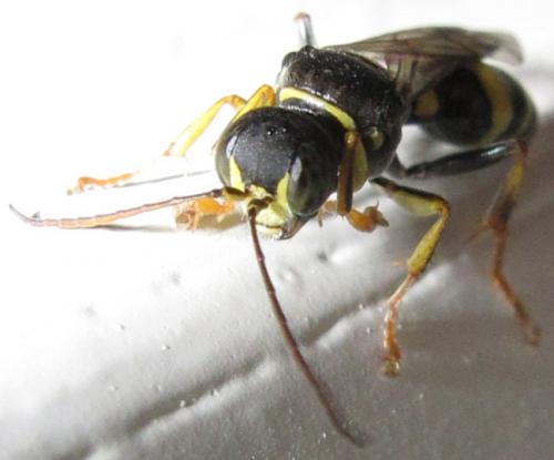 Lestiphorus bicinctus